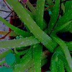 Aloe vera image