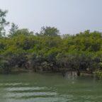 Sundarban forest image