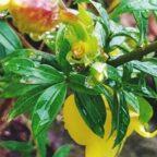 Allamanda flower
