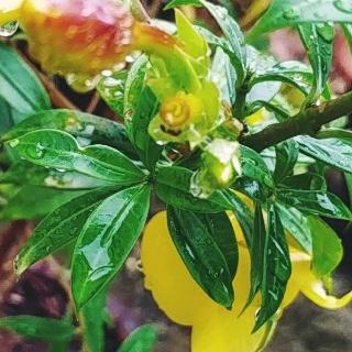 ALLAMANDA PLANT CARE AND USE