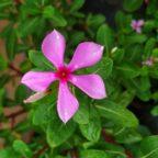 Periwinkle flower