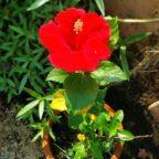 Hibiscus flower