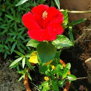 HIBISCUS FLOWERS [ गुड़हल फूल ]