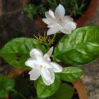 Arabian Jasmine/mogra/bella flowers