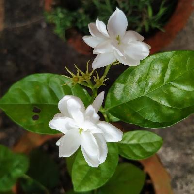 ARABIAN JASMINE (Belle or Mogra in India)