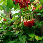 RANGOON FLOWERS [ IN INDIA MADHUMALTI FLOWERS AND MADHAVILATA FLOWERS]