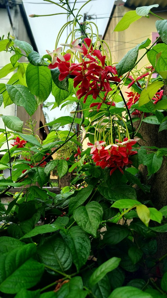 RANGOON FLOWERS [ IN INDIA MADHUMALTI FLOWERS AND MADHAVILATA FLOWERS]
