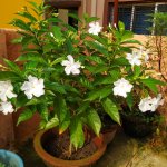 PINWHEEL FLOWERS OR CRAPE JASMINE FLOWERS