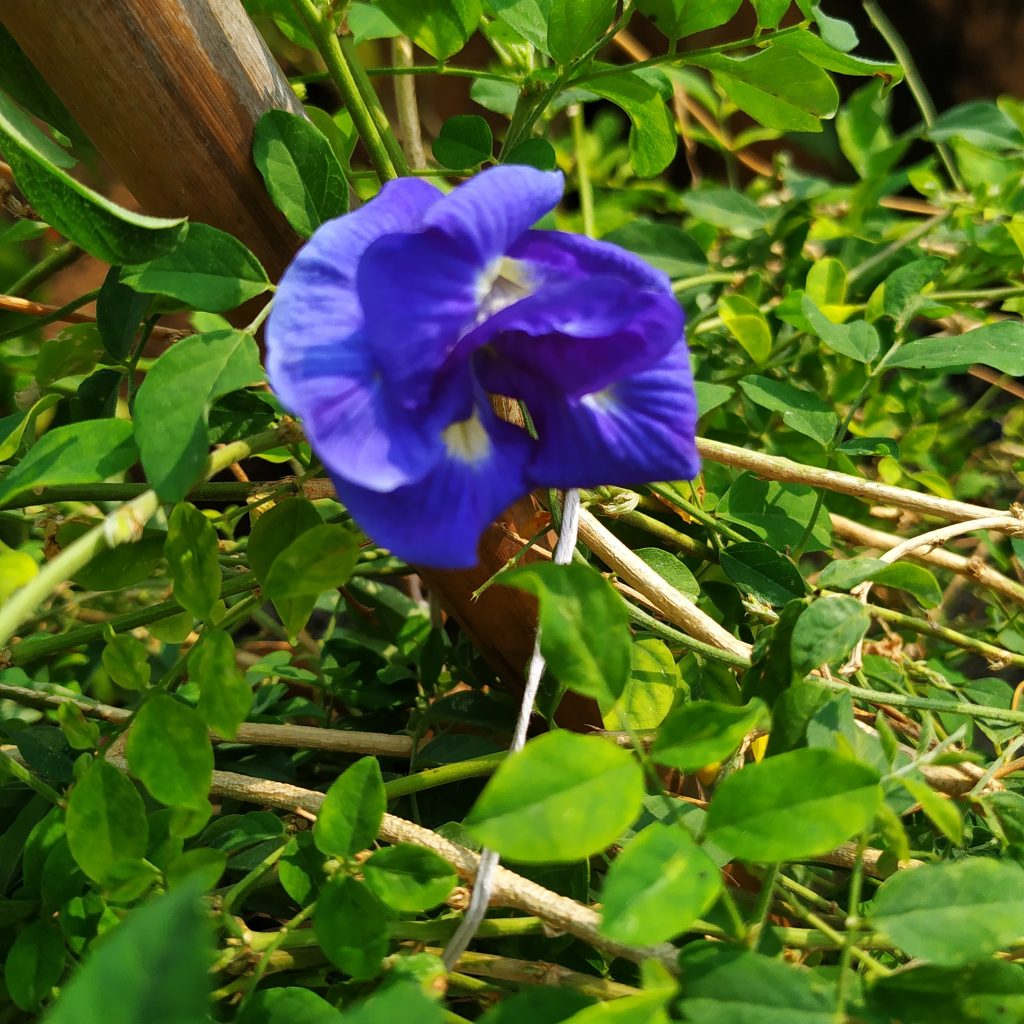 Butterfly pea flowers