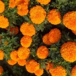 Marigolds flowers image