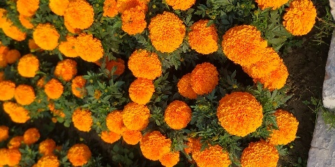 MARIGOLDS FLOWERS