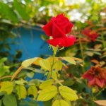 rose flower image
