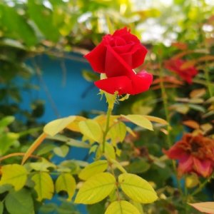 Read more about the article Beautiful rose flowers