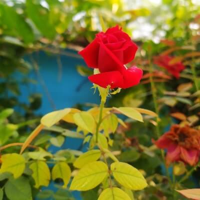 Beautiful rose flowers