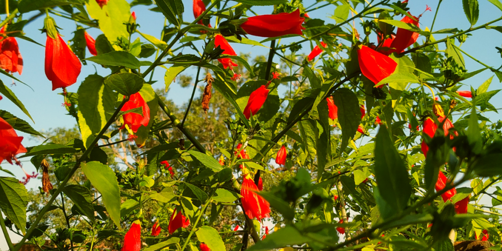 Wax Mallow Plant/ Sleeping Hibiscus/ Red Mallow/Bleeding Hearts Hibiscus