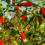 Wax Mallow Plant/ Sleeping Hibiscus/ Red Mallow/Bleeding Hearts Hibiscus
