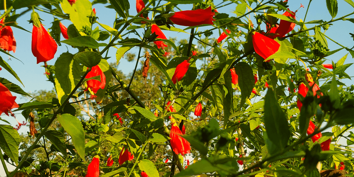 Wax Mallow plant || Sleeping Hibiscus || Red Mallow |