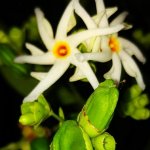 Night blooming Jasmine flower