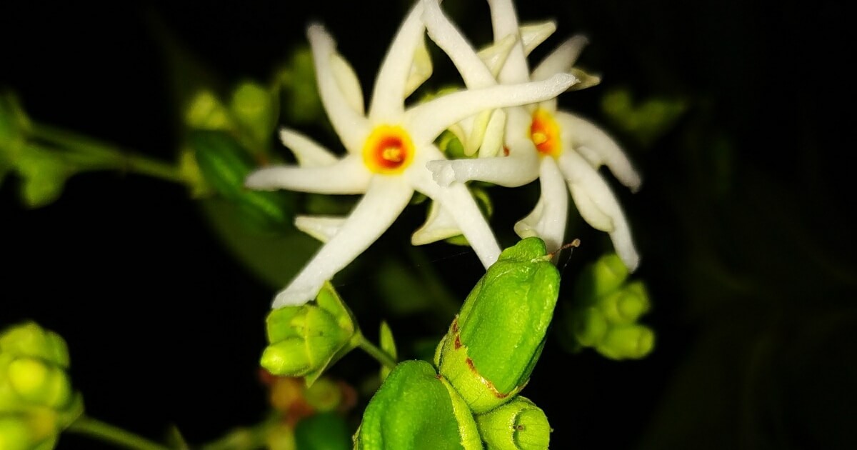 How to grow night flowering Jasmine