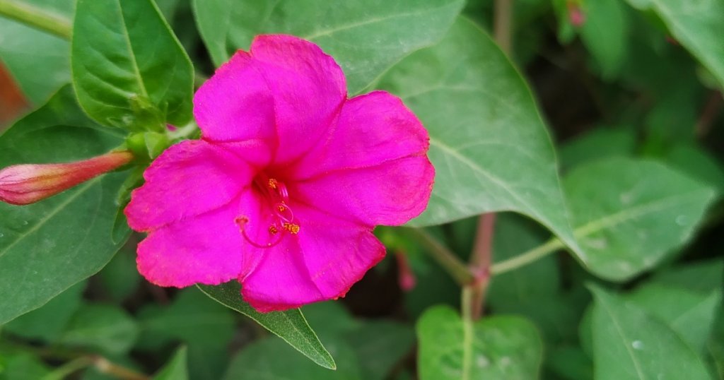 Marvel of peru flower pic