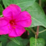 Marvel of peru flower pic