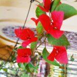 Bougainvillea flower