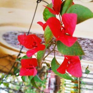 Read more about the article how to make bougainvillea grow fast || bougainvillea care ||