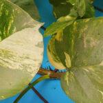 How to money plant grow || Benefits of money plant || money plant ||