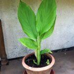 Turmeric plant: how to grow