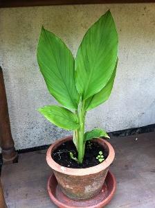 | How to grow turmeric | turmeric benefits for health |