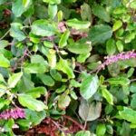 Use of Tulsi plant How to grow and care Tulsi plant Health benefits of Tulsi