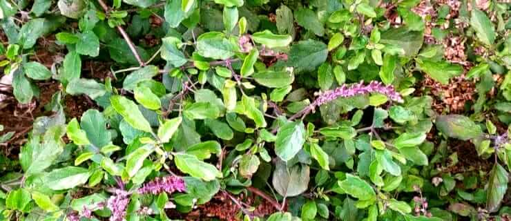 Use of Tulsi plant || How to grow and care Tulsi plant||