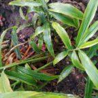 How to grow Ginger