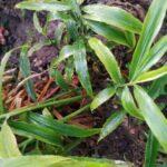How to grow Ginger