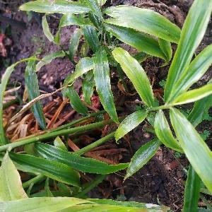 |How to grow Ginger | How to Ginger grow at home |