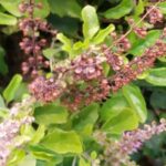 Benefits and uses Indian Basil/ Tulsi