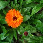 Calendula flower image