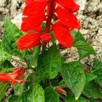 Salvia flower