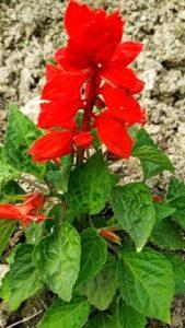 Read more about the article Salvia flowers how to grow and care