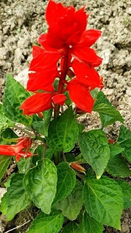 Salvia flowers how to grow and care