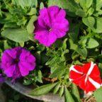 Petunia flowers
