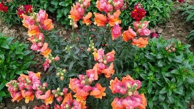  Snapdragon flowers grow