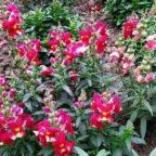 Snapdragon flowers