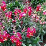 Snapdragon flowers