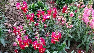 Snapdragon flowers/ dog’s flowers