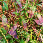 Chirata plant