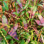 Chirata plant