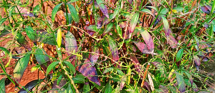 Chirata benefits in 12 easy steps || Health benefits of chirata |