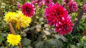 Read more about the article Dahlia flowers: How to growing and care