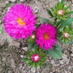 Aster flower
